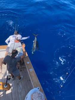 Mutton Snapper Fishing in Marathon, Florida