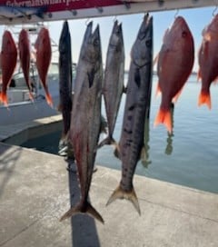 False Albacore, Kingfish, Red Snapper Fishing in Port Aransas, Texas