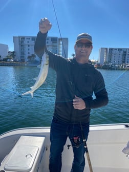 Jack Crevalle Fishing in Destin, Florida