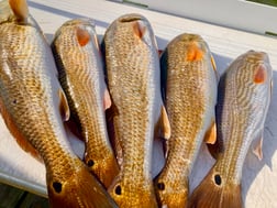 Redfish Fishing in South Padre Island, Texas