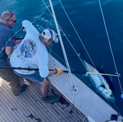 Bigeye Tuna Fishing in Jupiter, Florida