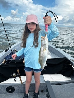 Mangrove Snapper, Speckled Trout Fishing in Crystal River, Florida