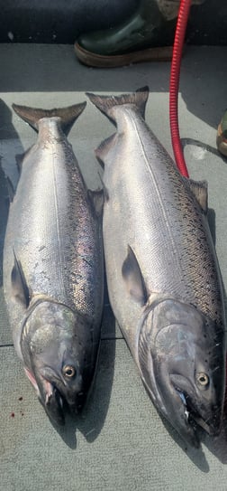 Steelhead Fishing in Montesano, Washington