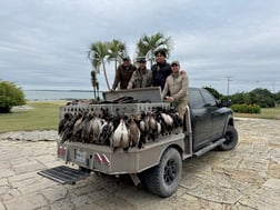 Dove, Gadwall, Northern Pintail, Quail Fishing in Harlingen, Texas