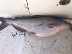 Sheepshead Fishing in Biloxi, Mississippi