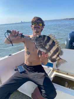 Sheepshead Fishing in Galveston, Texas