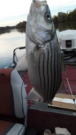 Striped Bass Fishing in Holmes Beach, Florida