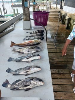 Black Drum, Redfish Fishing in Houston, Texas