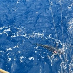 Wahoo Fishing in San Juan, Puerto Rico