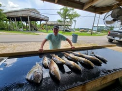 Flounder, Speckled Trout / Spotted Seatrout fishing in Yscloskey, Louisiana