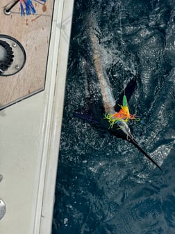 Blue Marlin Fishing in Montauk, New York