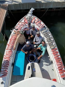 Goliath Grouper Fishing in Clearwater, Florida