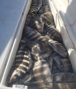 Sheepshead Fishing in Steinhatchee, Florida