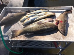 Gag Grouper, Speckled Trout / Spotted Seatrout Fishing in Bradenton, Florida