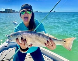 Tripletail fishing in Clearwater, Florida