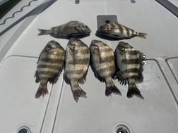 Sheepshead, Spanish Mackerel Fishing in Gulf Shores, Alabama