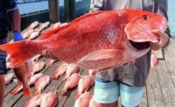 Red Snapper Fishing in Clearwater, Florida