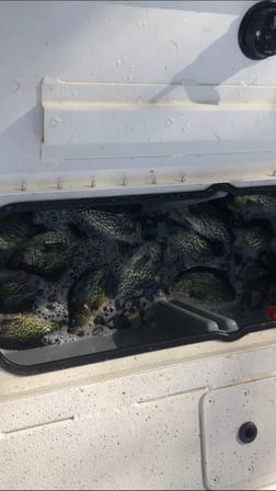 Crappie Fishing in Port Orange, Florida