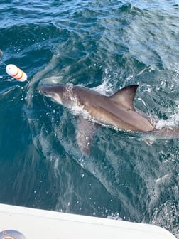 Mako Shark Fishing in Freeport, Nassau County