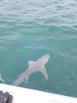 Fishing in Port Orange, Florida