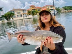 Tripletail fishing in Clearwater, Florida