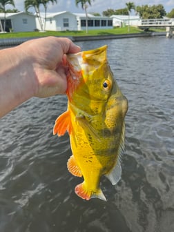 Largemouth Bass Fishing in Boca Raton, Florida