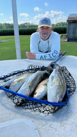 Speckled Trout Fishing in Fairfield, North Carolina