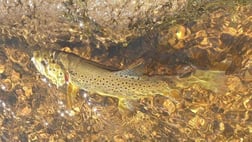 Brown Trout fishing in Littleton, Colorado