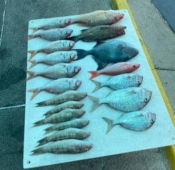 Almaco Jack, Cobia, Perch, Red Grouper, Vermillion Snapper Fishing in Destin, Florida