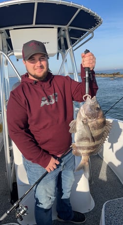 Sheepshead Fishing in Galveston, Texas