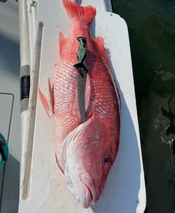 Amberjack, Red Grouper, Red Snapper, Yellowtail Snapper Fishing in Clearwater, Florida