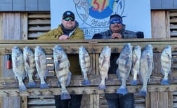 Black Drum Fishing in Corpus Christi, Texas