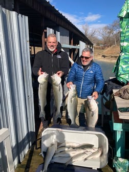 Hybrid Striped Bass Fishing in Pottsboro, Texas