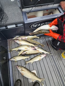 Walleye Fishing in Sheffield Lake, Ohio