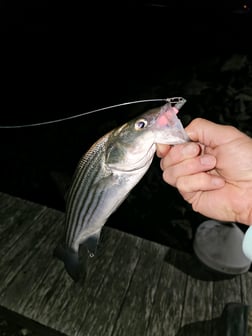 Striped Bass Fishing in Stone Harbor, New Jersey