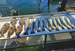 Sheepshead, Speckled Trout / Spotted Seatrout Fishing in Crystal River, Florida