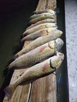 Redfish Fishing in Rio Hondo, Texas