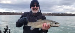 Brown Trout Fishing in Lewiston, New York