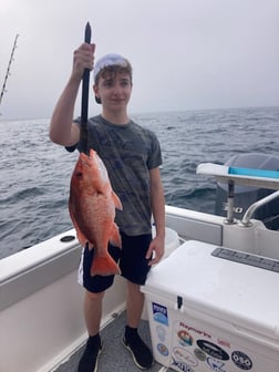 Triggerfish, Vermillion Snapper Fishing in Orange Beach, Alabama