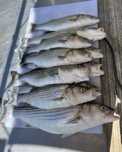 Hybrid Striped Bass Fishing in Anderson, California