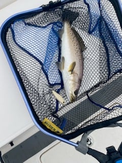 Black Drum Fishing in Jacksonville Beach, Florida