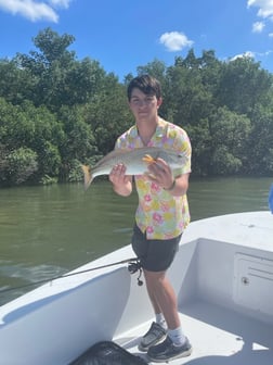 Snook Fishing in Tampa, Florida