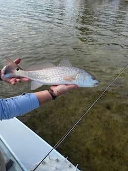 Redfish fishing in Tallahassee, Florida