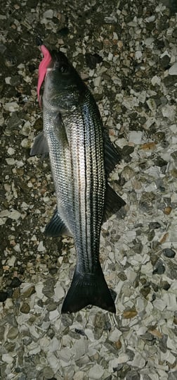 Fishing in Stone Harbor, New Jersey