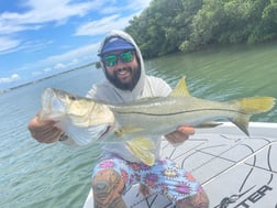 Tripletail fishing in Clearwater, Florida