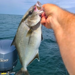 Amberjack fishing in Stone Harbor, New Jersey