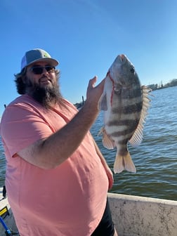 Sheepshead Fishing in Galveston, Texas