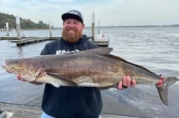 Cobia Fishing in Charleston, South Carolina