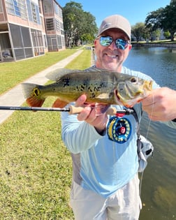 Peacock Bass Fishing in Jupiter, Florida