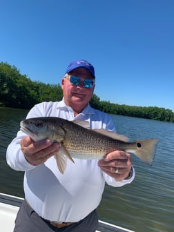 Snook Fishing in Clearwater, Florida